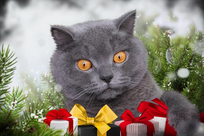 British Shorthair cat with Christmas gifts