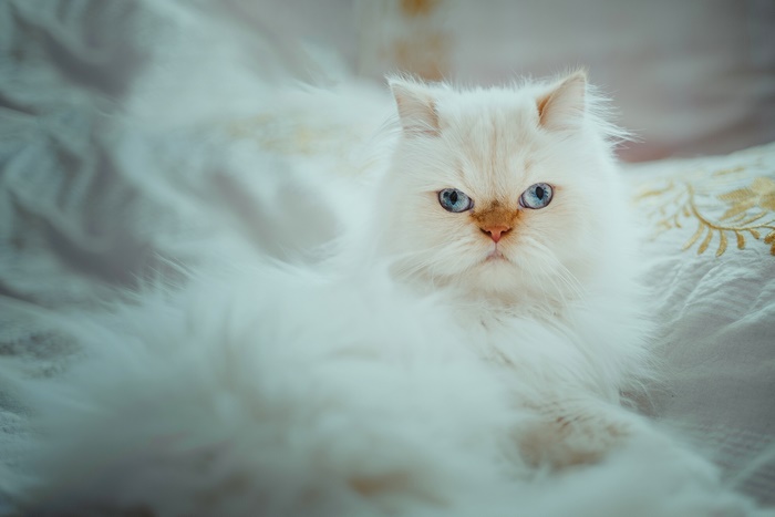 White Persian Cat with Blue Eyes