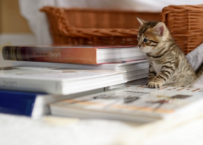 Tabby kitten sitting on books