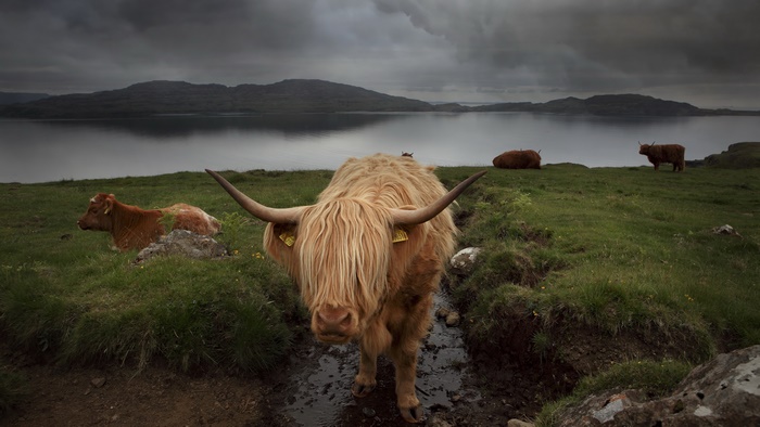 Highland Cows by a Lake in Scotland 4K