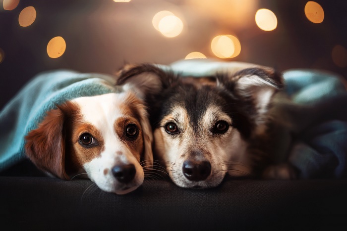 Two dogs under a blanket with bokeh lights