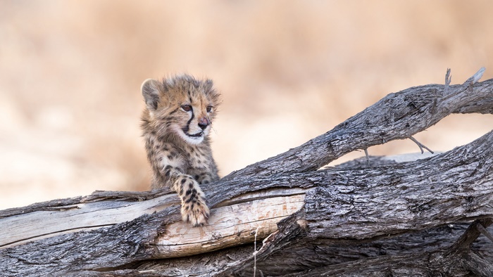 Cheetah Cub on a Log