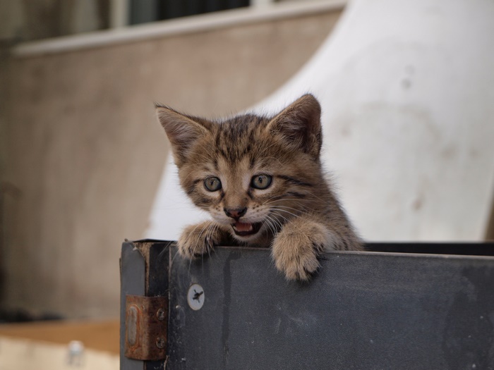 Kitten peeking out of a box