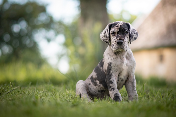 Harlequin Great Dane puppy sitting in grass