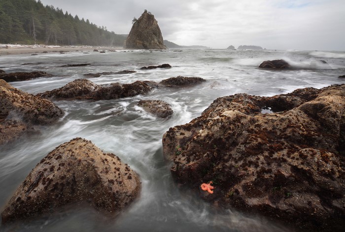 Starfish on rocks at Rialto Beach, Olympic National Park, Washington