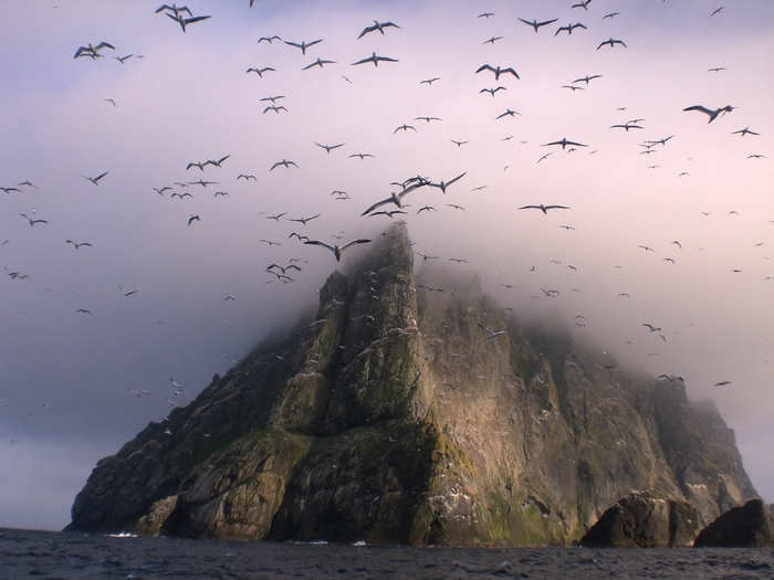 Flock of Gannets above Boreray, St Kilda, Scotland