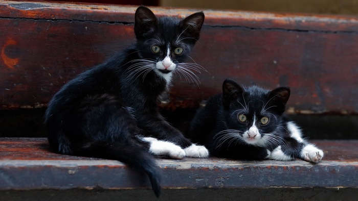 Two black and white kittens sitting on wooden steps