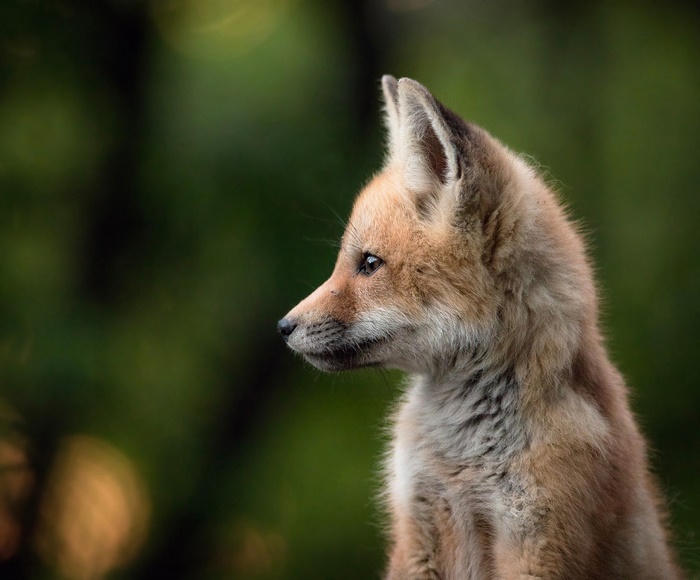 Baby Fox Cub in Profile