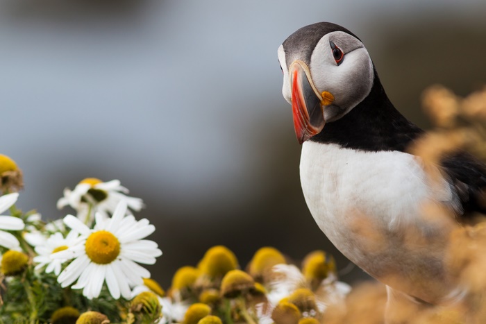 Puffin bird with daisies and yellow flowers