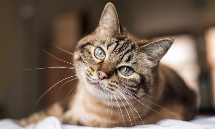 Close-up of a tabby cat with blue eyes