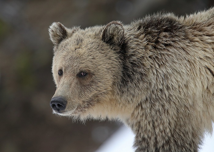 Close-up of a Grizzly Bear in Winter