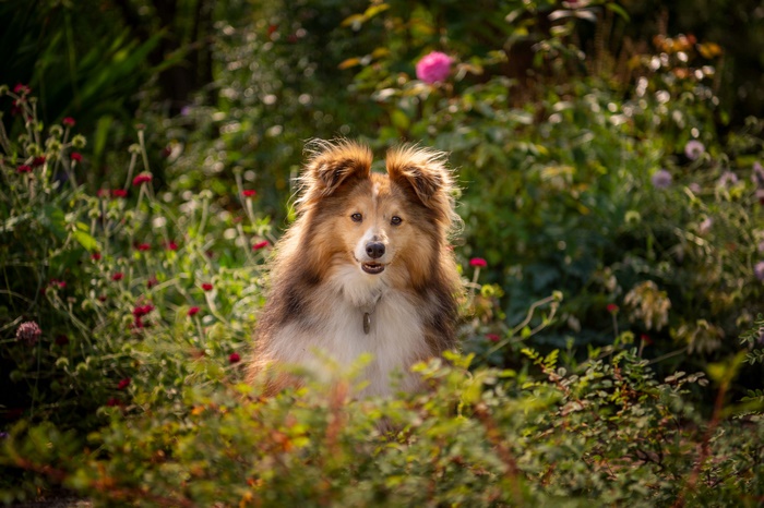Shetland Sheepdog in a Garden