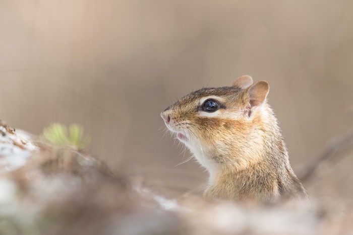 Chipmunk in a natural setting