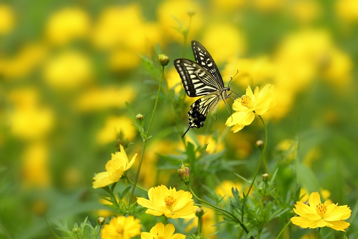 Butterfly on Yellow Flower 4K