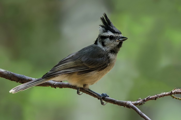 A crested titmouse bird perched on a branch