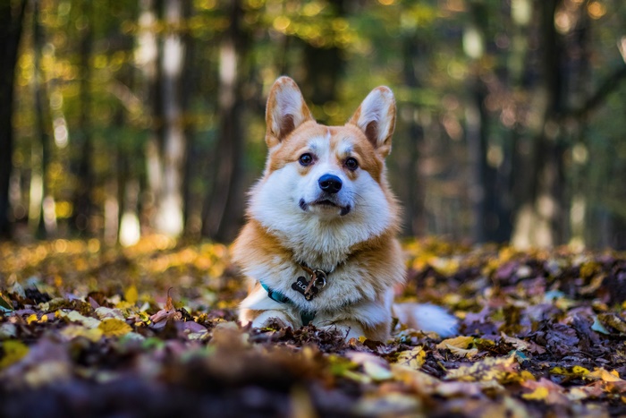 Pembroke Welsh Corgi in Autumn Forest 4K