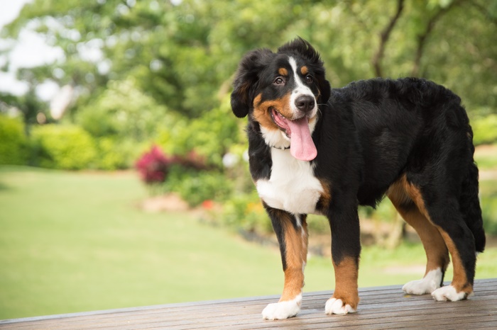 Bernese Mountain Dog