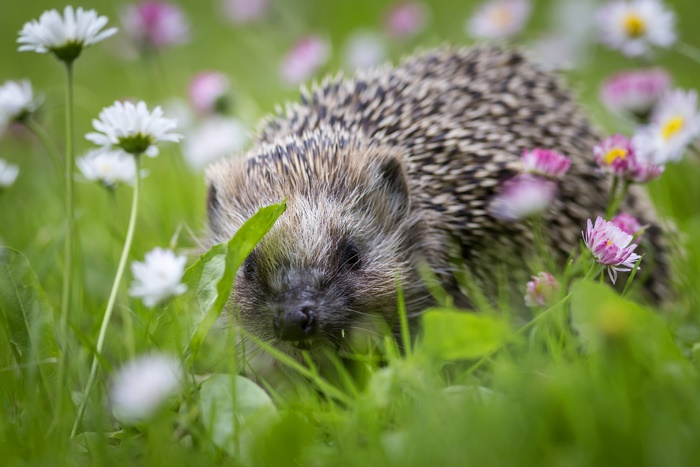 Hedgehog in a field of daisies 4K