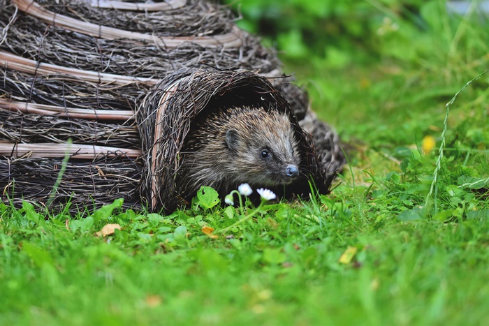 Hedgehog peeking out of a woven shelter