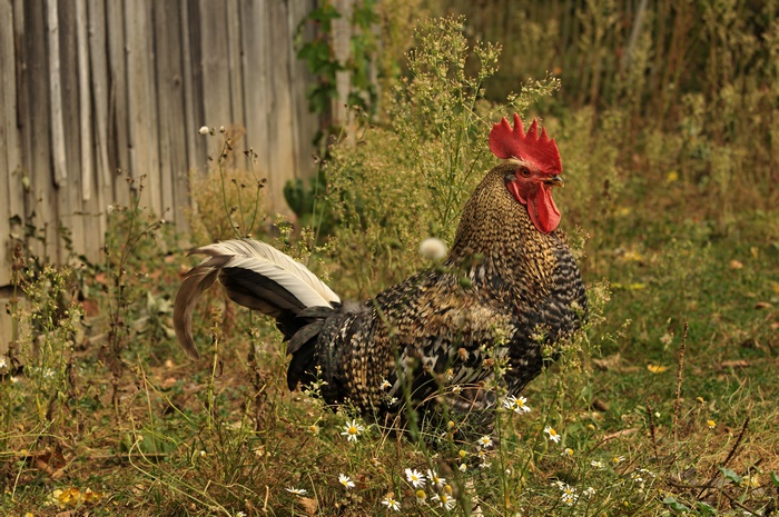 Rooster in a grassy yard with a wooden fence