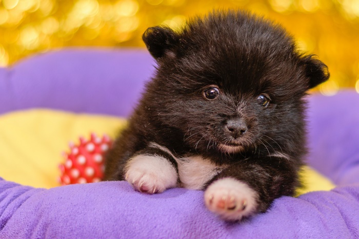 Black Pomeranian puppy in a pet bed