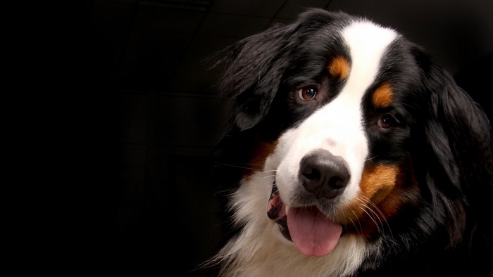Bernese Mountain Dog Portrait