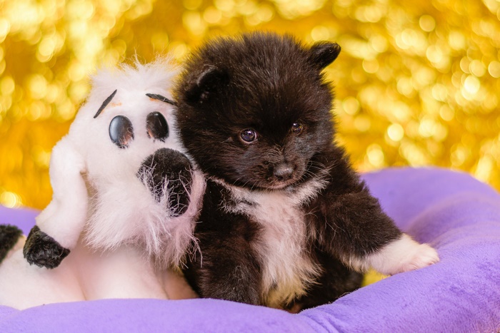 Black Pomeranian puppy with stuffed toy