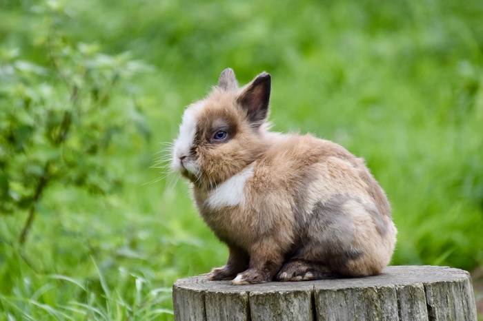 A small rabbit with blue eyes sits on a tree stump