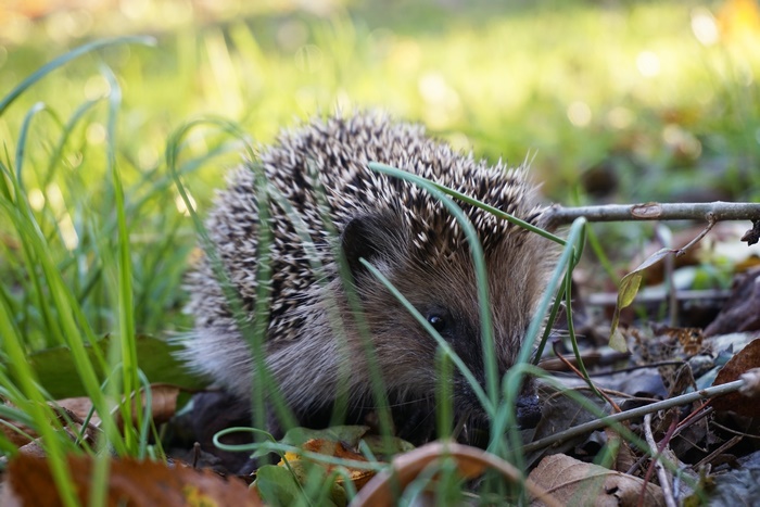 Hedgehog in grass and leaves 4K