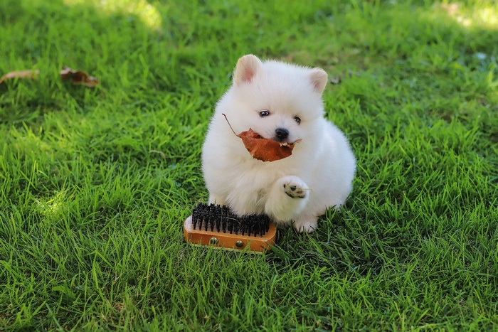 Fluffy white Pomeranian puppy with leaf and brush