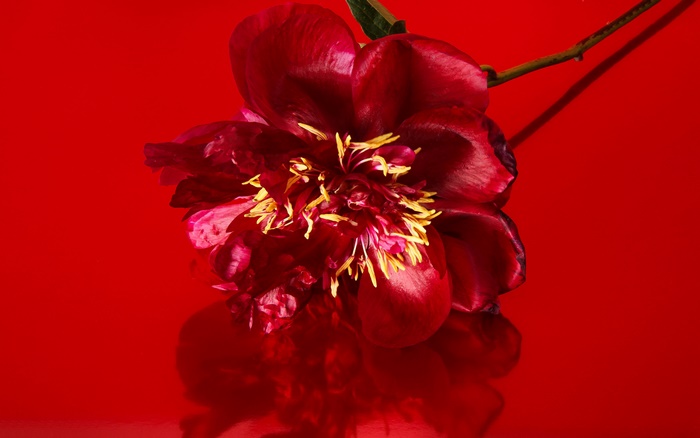 Red Peony Flower Macro