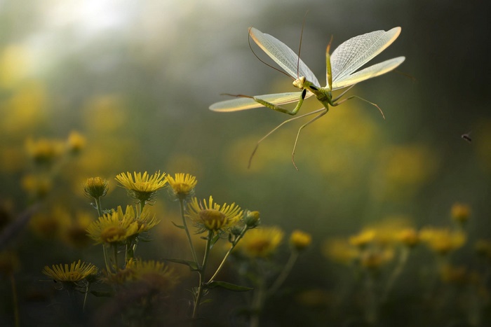 Praying Mantis in flight over yellow flowers