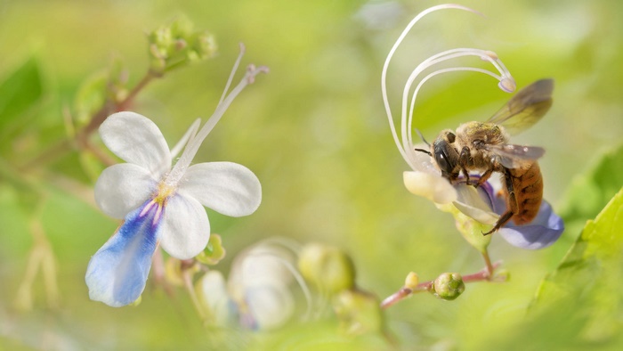 Bee on a white and blue flower