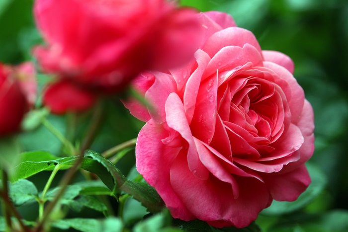 Pink Rose 4K Macro Flower