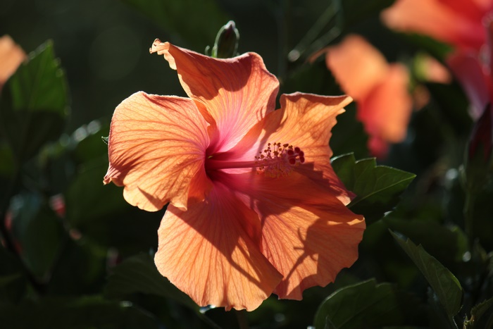 Orange Hibiscus Flower 4K