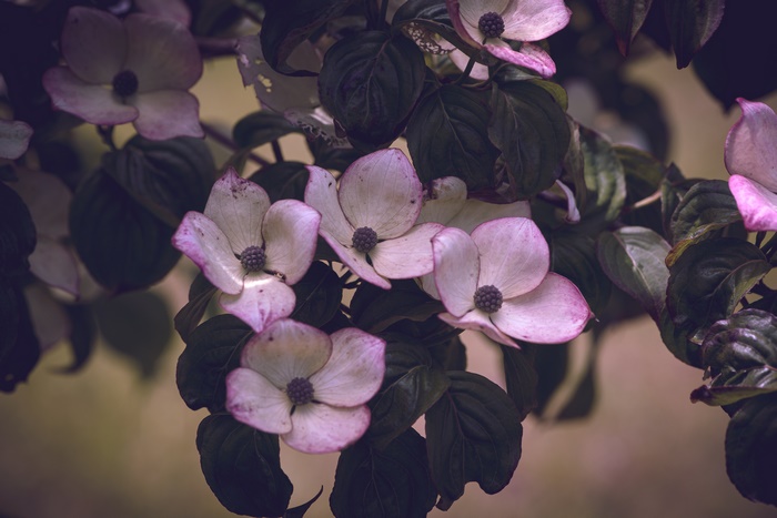 Pink and white dogwood blossoms on a branch