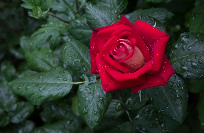 Red rose with raindrops on green leaves