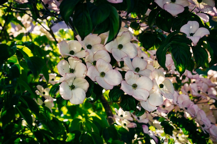White Dogwood Blossoms on a Tree