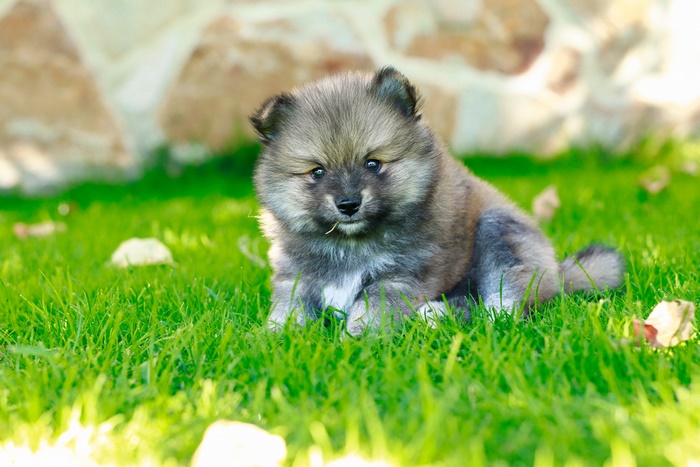 Pomeranian Puppy Sitting on Grass