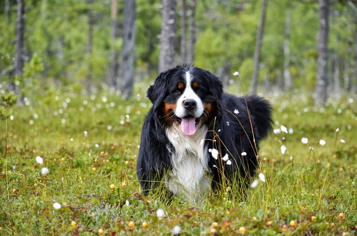 Bernese Mountain Dog in a field of flowers