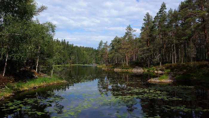 Pine Trees Forest and Pond with Lily Pads