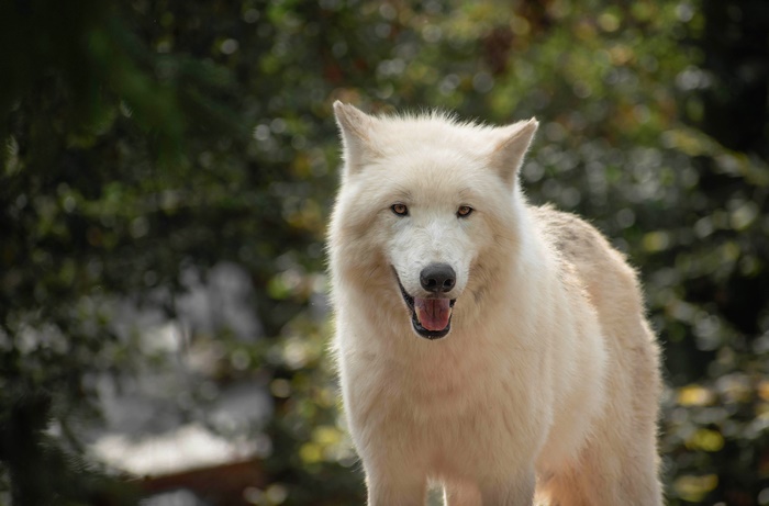 Arctic Wolf in Wildlife 4K