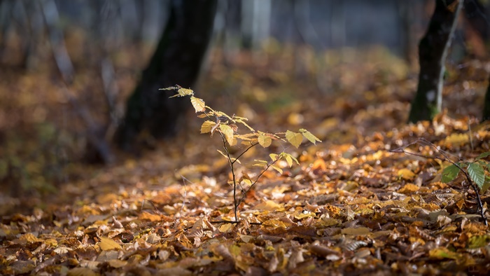 Young Sprout in Autumn Forest
