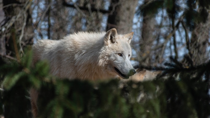 Arctic Wolf in Forest