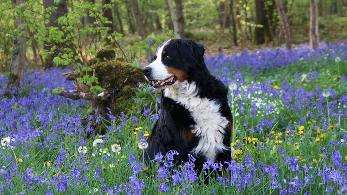 Bernese Mountain Dog sitting in a field of bluebells