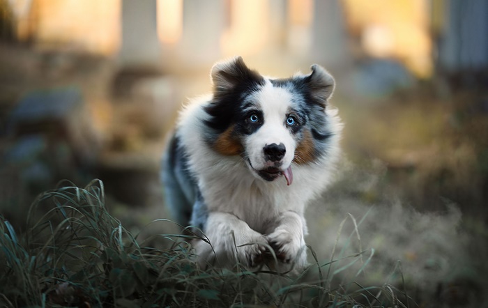 Blue-eyed Australian Shepherd dog running