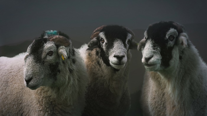Three sheep with dark faces and horns