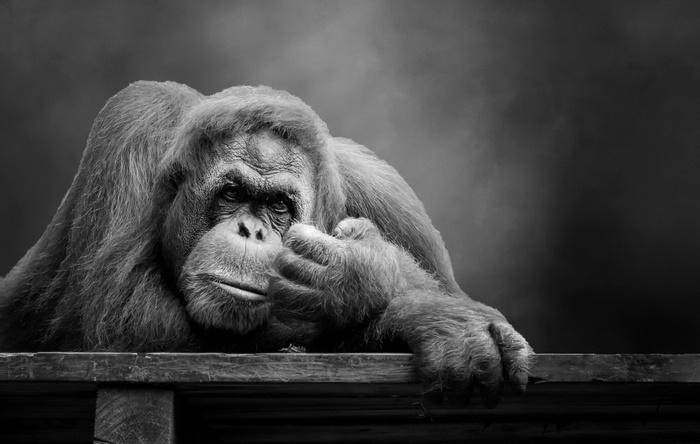 Orangutan resting on a wooden surface