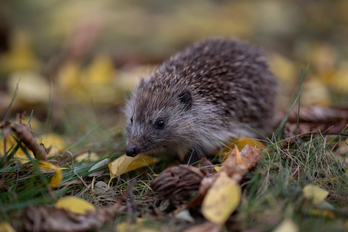 Hedgehog in autumn leaves 4K
