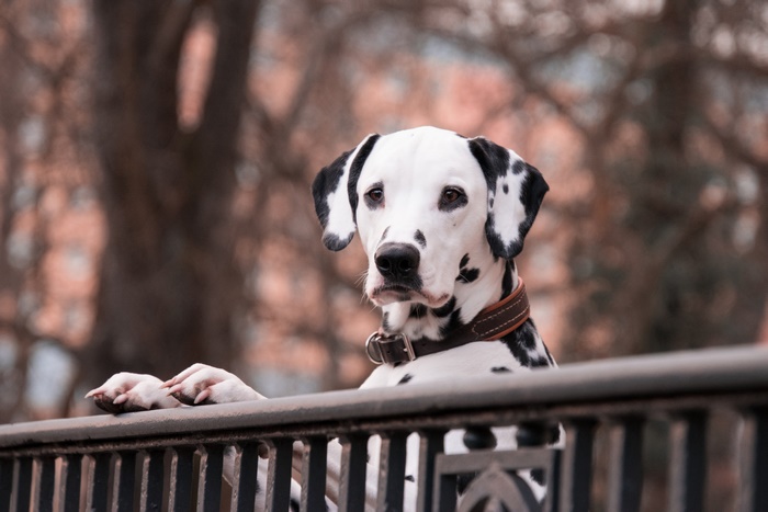 Dalmatian dog with black spots